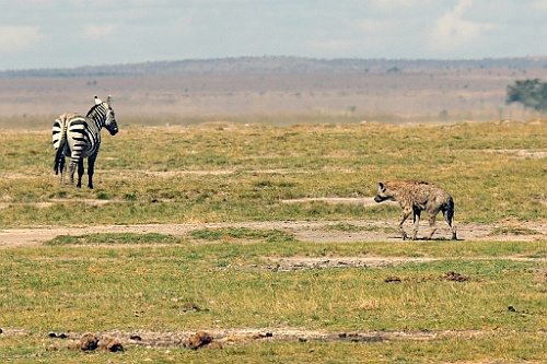 Kenia (247)